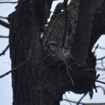 Bluejay Nest